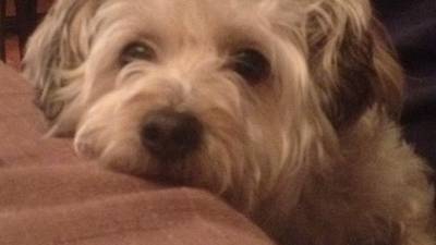 Eye On Illinois: There’s no such thing as a free pup