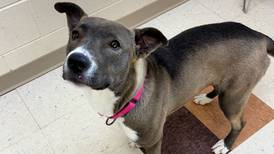 Joliet Township waives dog adoption fees for the holidays