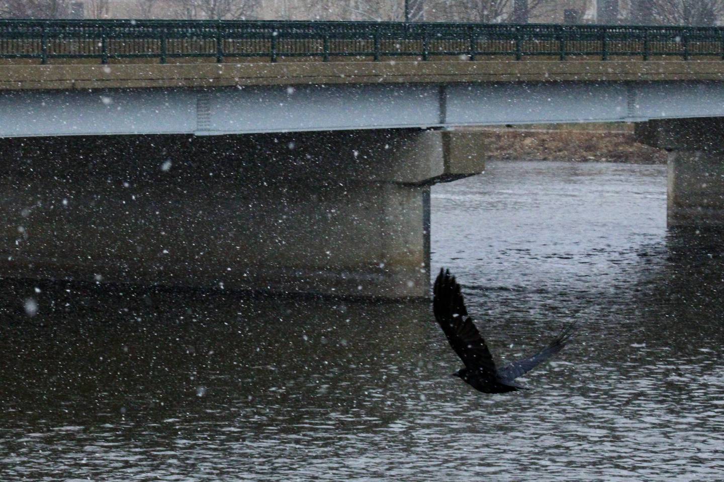 Amid falling snow, a crow flies toward the Peoria Avenue Bridge that spans the Rock River on Thursday in Dixon.