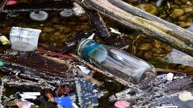 Will County forest preserves mark Earth Month with litter cleanup, wildflower hike and more