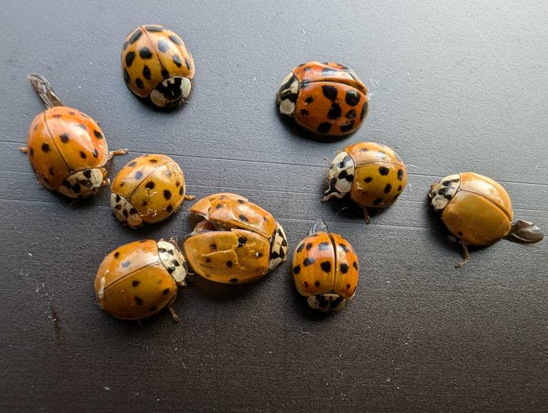 Native to eastern Asia, multicolored Asian lady beetles were introduced in the United States as a means of biological insect control. These days they can be found making themselves at home inside homes where they will try, usually without success, to spend the winter.