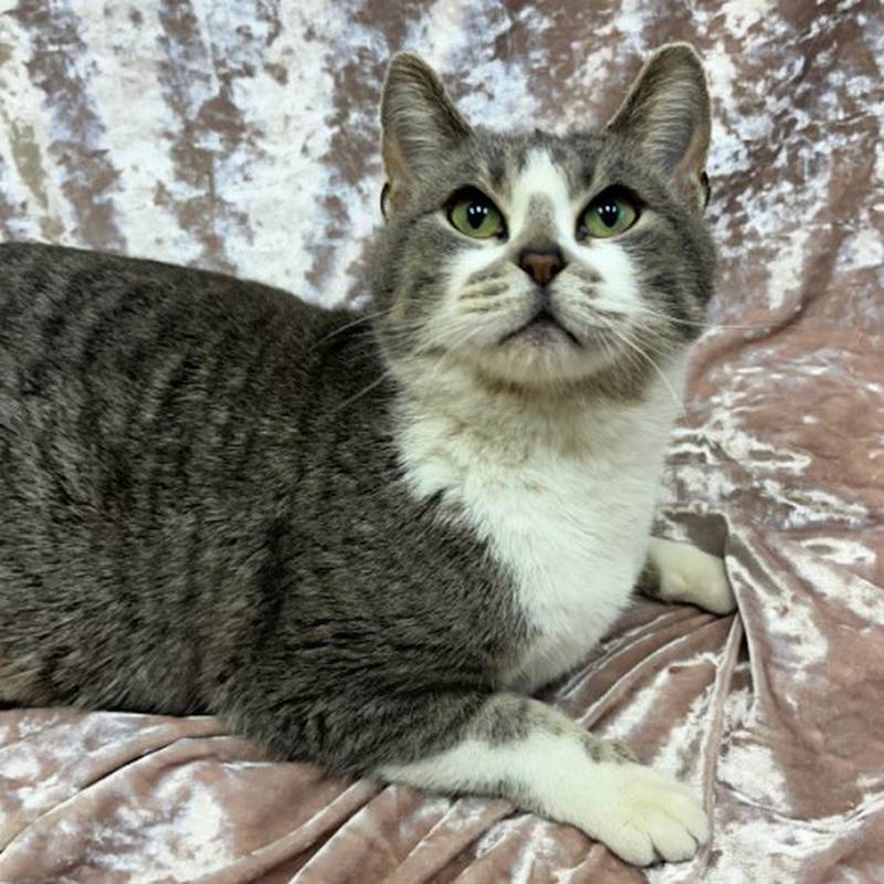 Eight-year-old Leona is very mellow and usually spends most of her day napping on her pillow. She greats people with a little mew. She must be the only pet at home. To meet Leona, call Joliet Township Animal Control at 815-725-0333.