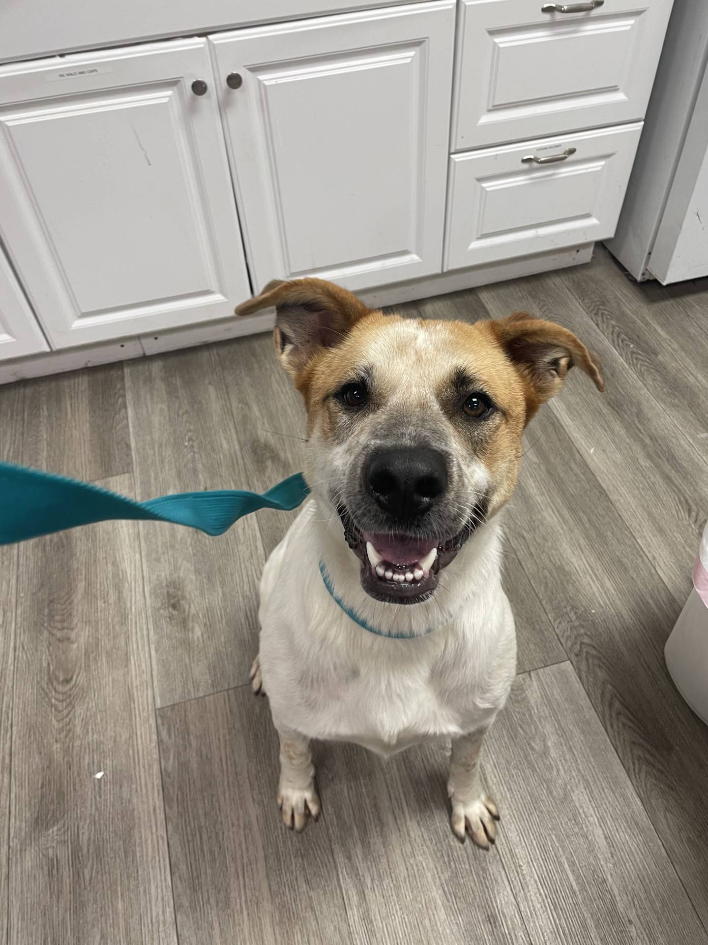 Orion is a 2-year-old, 70-pound, happy, gentle cattle dog/Lab mix. He loves being near people and gets along wonderfully with other dogs (and even cats), making him an easy addition to nearly any home. Orion also does well with kids, but – because of his size and enthusiasm – he needs a home with children over age 5. He walks well on a leash and loves adventures. To meet Orion, email Dogadoption@nawsus.org. Visit nawsus.org.