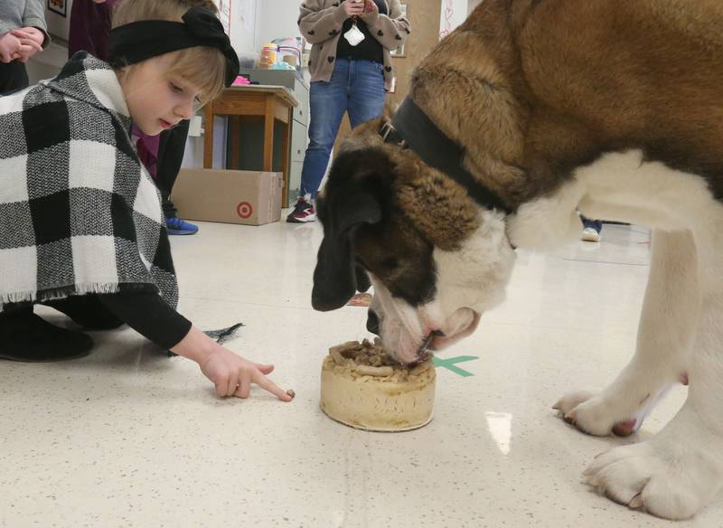 Silverie interacts with Peru Police K-9 Haven while she eats her birthday cake on her 2nd birthday on Wednesday, Feb. 25, 2026 at Students Obtaining Achievement and Responsibility (SOAR) school in Peru.