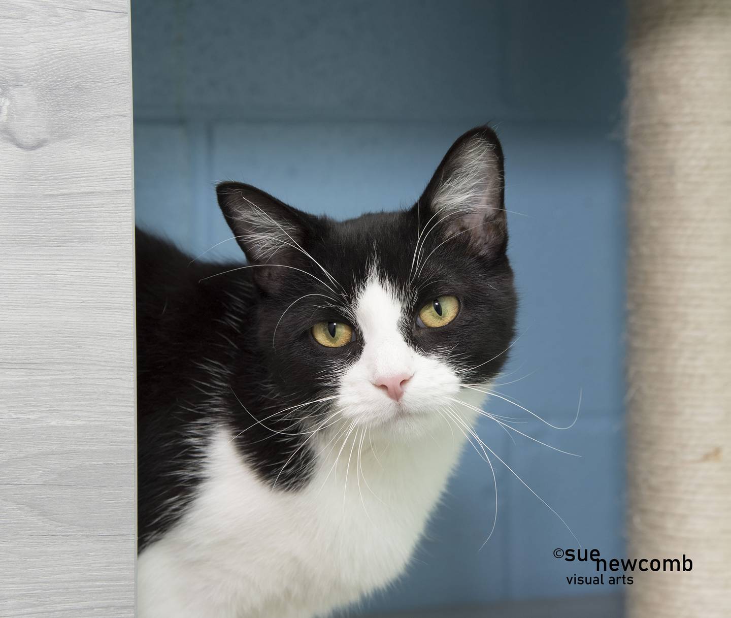 June is sweet domestic shorthair. She is very affectionate and likes to play with toys when she’s in the mood. Contact the Will County Humane Society at willcountyhumane.com and follow the instructions for the adoption process.