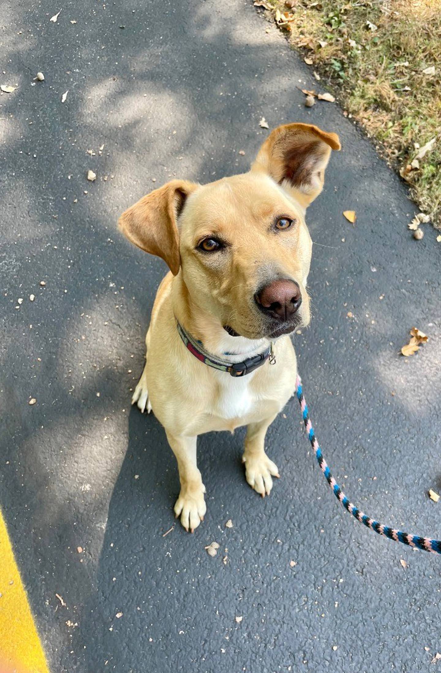 Cupcake is a smart and energetic 2-year-old pit/shepherd mix weighing just over 60 pounds. Cupcake needs an experienced owner to work on her training and manners. She learns quickly and is very treat-motivated. Cupcake also needs a home without cats or children. Contact the Will County Humane Society at willcountyhumane.com and follow the instructions for the adoption process.