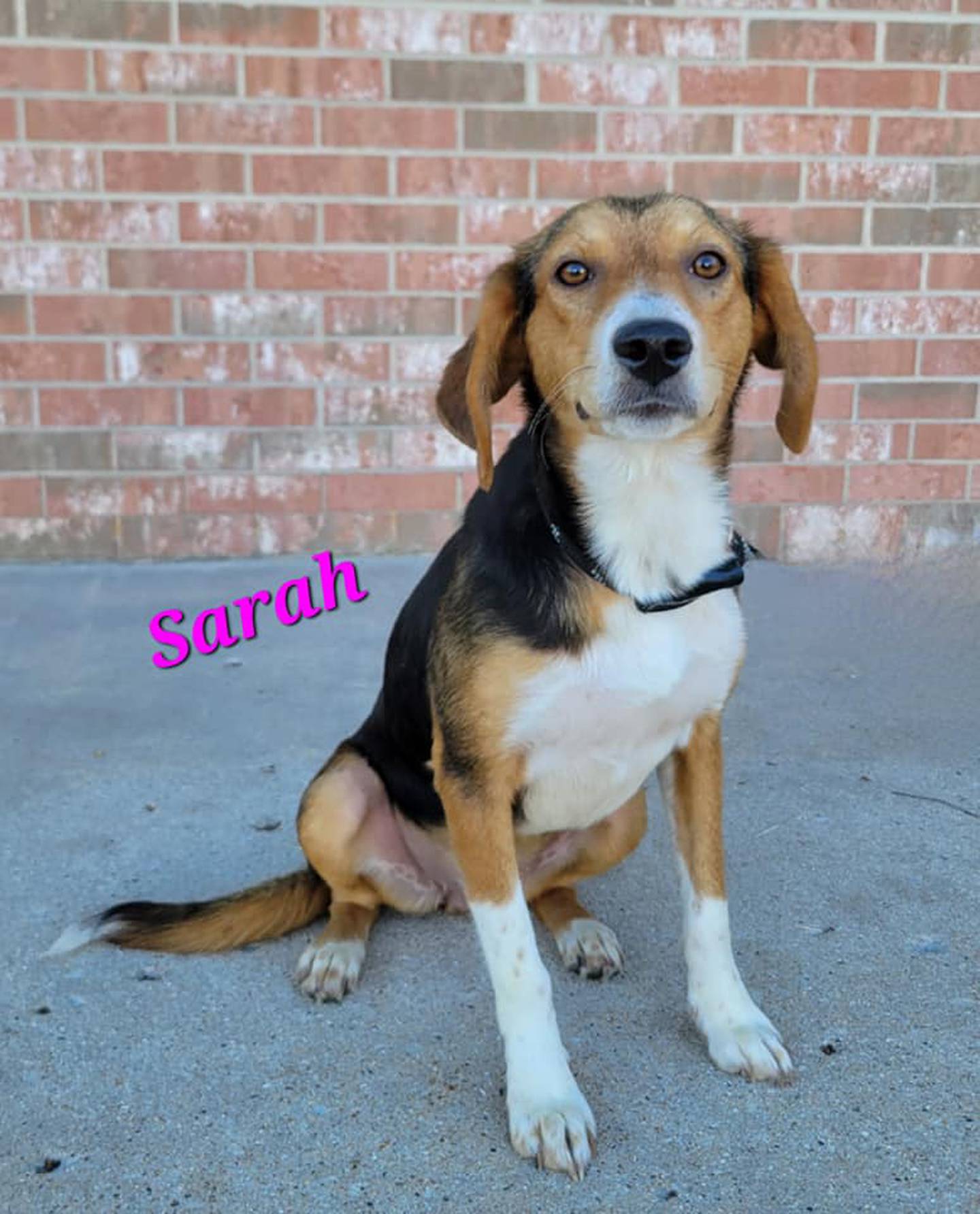 Sarah and Slinky are sweet 1-year-old, 30-pound beagle mixes and a bonded pair so they should be adopted together. Sarah and Slinky are calm in their kennel. They are shy with new experiences but warm up quickly and love to snuggle. To meet Sarah and Slinky, contact Hopeful Tails Animal Rescue at hopefultailsadoptions@outlook.com. Visit hopefultailsanimalrescue.org.