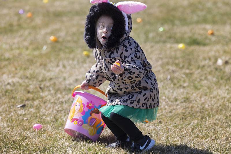 Ivy Brockman, 4, of Sterling works to gather eggs Saturday, March 23, 2024 at Westwood. The Sterling Park District and Jeff Bright RV teamed up to bring the fun to the community.