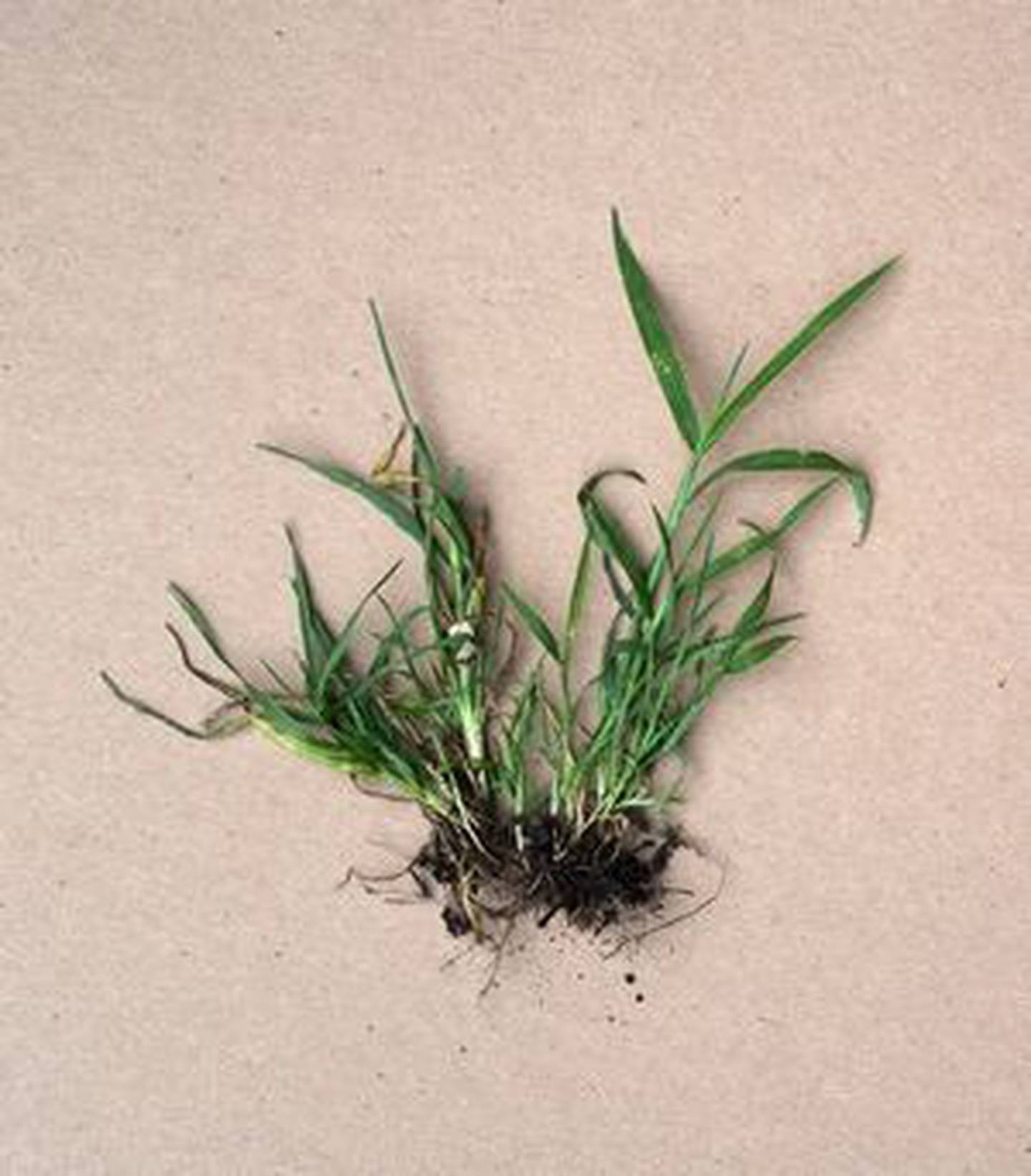 Crabgrass can grow in areas where dirt is compounded, which is why you often see it at the edge of the lawn or on the edges of the driveway.  To keep it from spreading, cut the rosette off before it flowers.  Mowing will not do the job because this weed is below blade height.