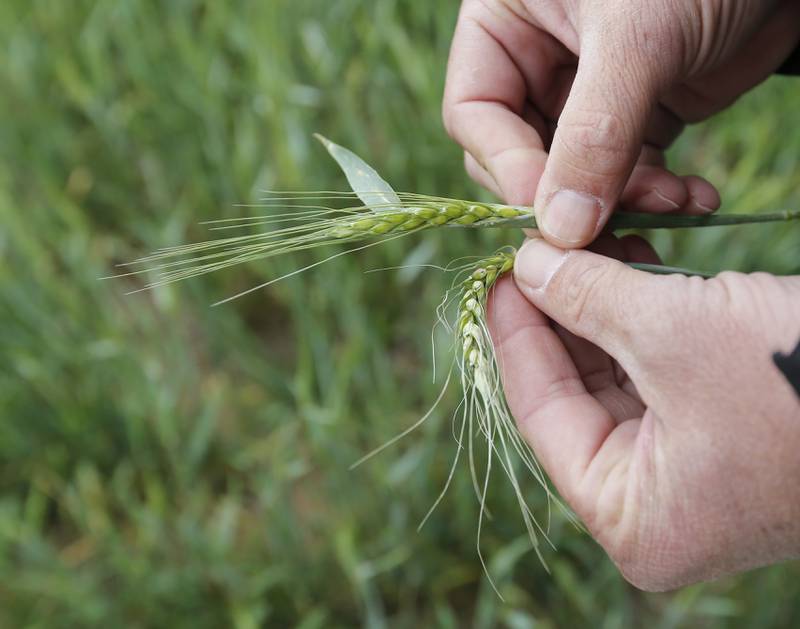 The Illinois Wheat Association is calling for a voluntary and refundable 1.5-cent per bushel checkoff of wheat sold.