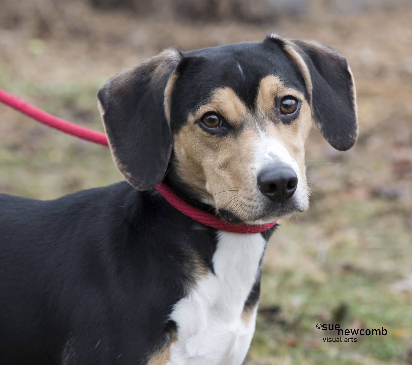 Todd is a young beagle who is new to the shelter and just getting to know everyone. He needs a home with someone who understands what hounds do and like. Contact the Will County Humane Society at willcountyhumane.com and follow the instructions for the adoption process.