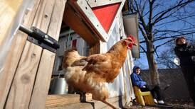 Are chickens coming to roost in Yorkville? Aldermen express interest in ordinance