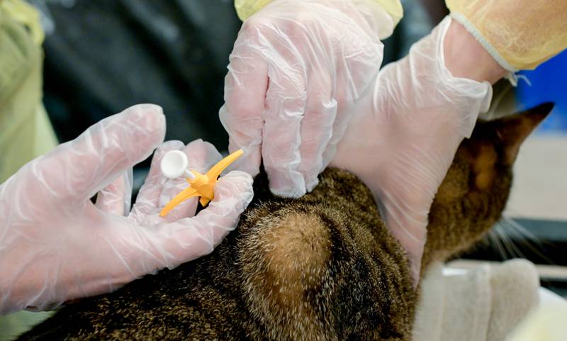 An adult cat named ÒKatyÓ is microchipped at Anderson Humane in South Elgin as part of the intake process for the dogs and cats rescued from the recent Texas Floods.  The animals were flow north on a Dog Is My CoPilot flight to the Aurora Municipal Airport on Thursday, Jul 24, 2025 in Sugar Grove.