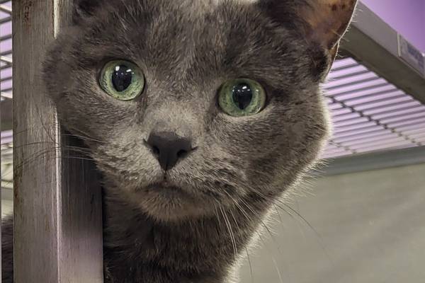 Beautiful feline ready to begin her new life