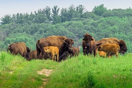 Herman to present April 25 program on Nachusa Grasslands at Oregon Depot 