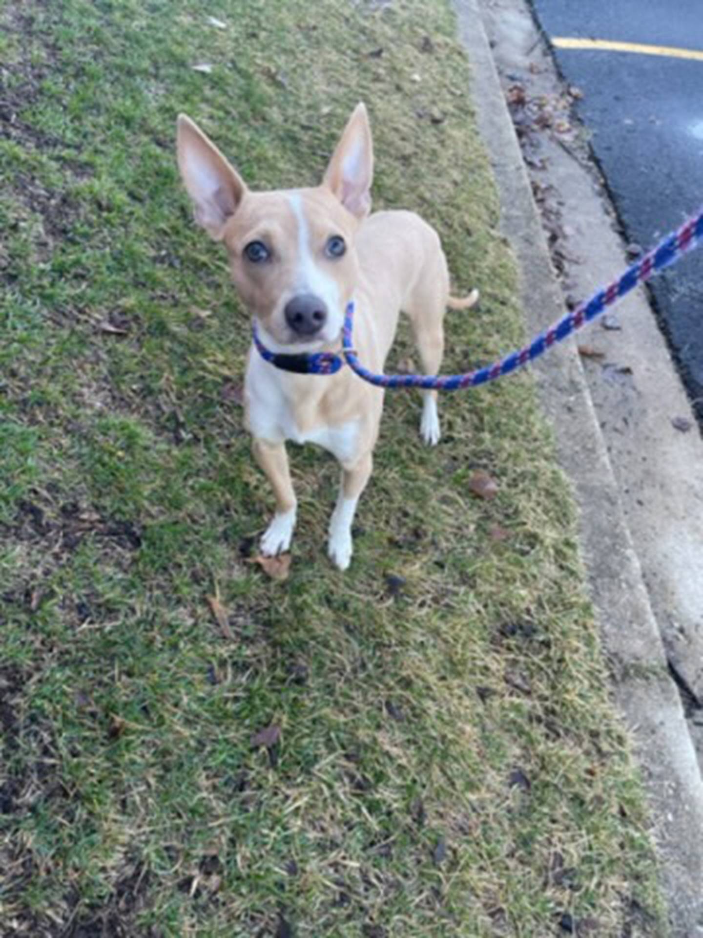 Badger is a 9-month-old, 21-pound terrier mix that was rescued from a local animal control and needs a loving home. He is an outgoing and fun puppy that gets along with children and other dogs. He loves to play with toys, go on walks and get belly rubs. He is working on his obedience training. To meet Badger, email Stacy at stacy@nawsus.org. Visit nawsus.org.