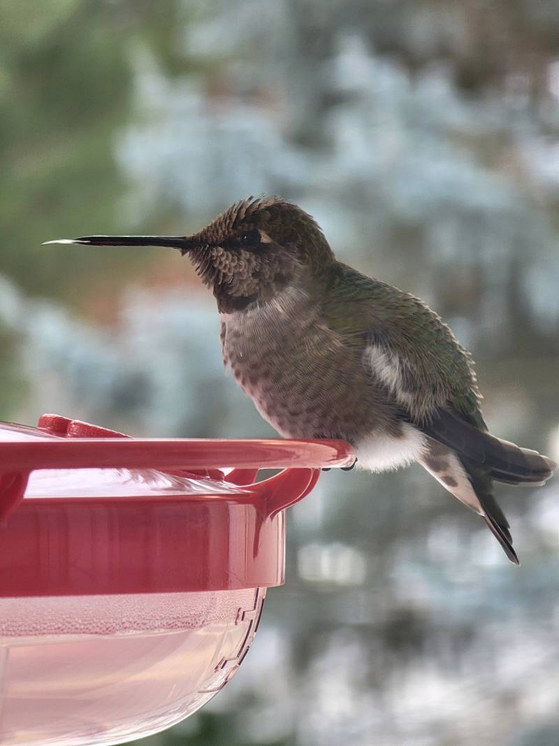 Scott Harp of Princeton has had an Anna's hummingbird, which is native to California, visit his feeder for the past 82 days. It is only the second recorded sighting of an Anna's hummingbird in Illinois.