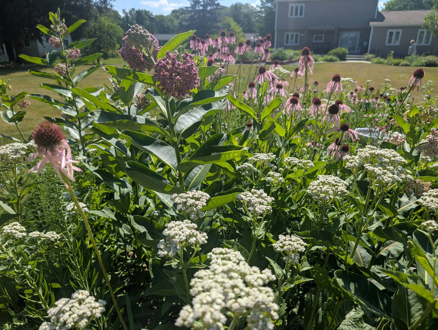 Native plants in northern Illinois have deep root systems, which help them survive dry spells. When it rains, they absorb water and store it in the soil, reducing flooding.