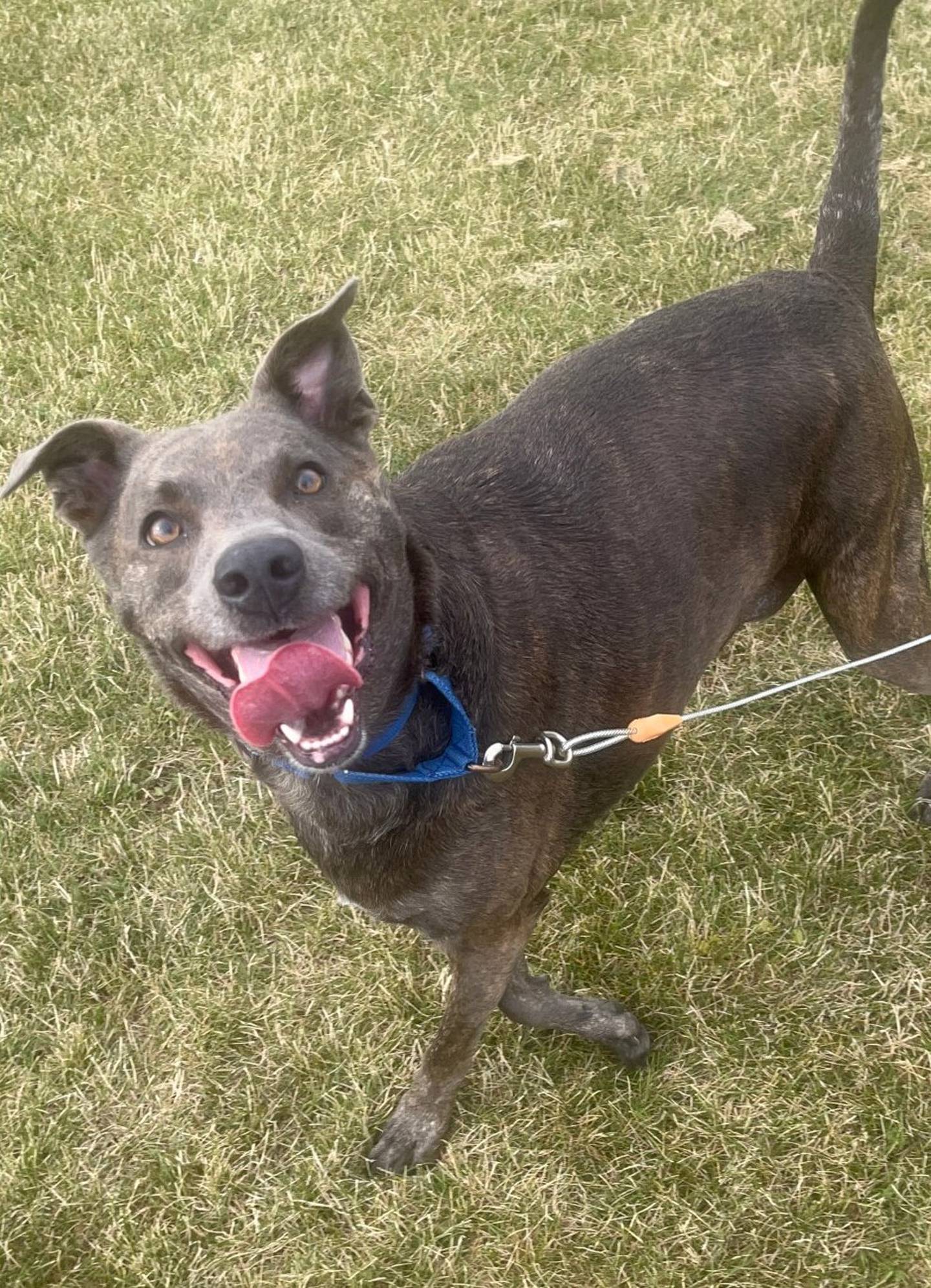 Neo is a 3-year mixed breed that came to the shelter after the death of his owner. Neo’s ideal owner is someone that can play fetch for all hours of the night and have a soft couch/bed for snoozing. He does well with other dogs and cats. To meet Neo, call Joliet Township Animal Control for details at 815-725-0333