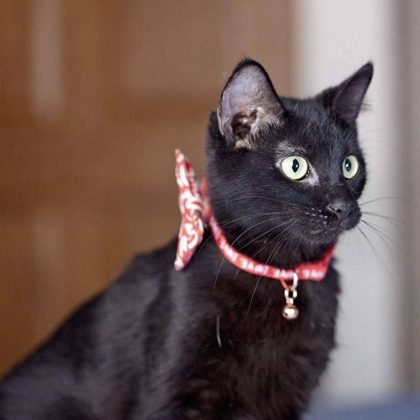 Sasha is the ideal mix of youthful playfulness and serene companionship. While she still enjoys a good zoomie session, she has outgrown the rambunctiousness of kittenhood and is now the perfect coexister, fitting in beautifully with a variety of feline personalities. She tends to wait for affection than seeking it out. Sasha loves to explore high spaces and likes to nap on top of cat trees and perch on bookshelves. She has a gentle heart and is perfect for families who like playful and independent feline friends. To meet Sasha, visit ForgetMeNotRescue.com/adoptables.