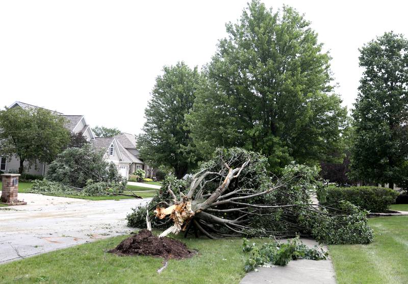 Several trees were damaged in the Lakes of Bliss Woods neighborhood following a storm the evening of Monday, July 15, 2024.