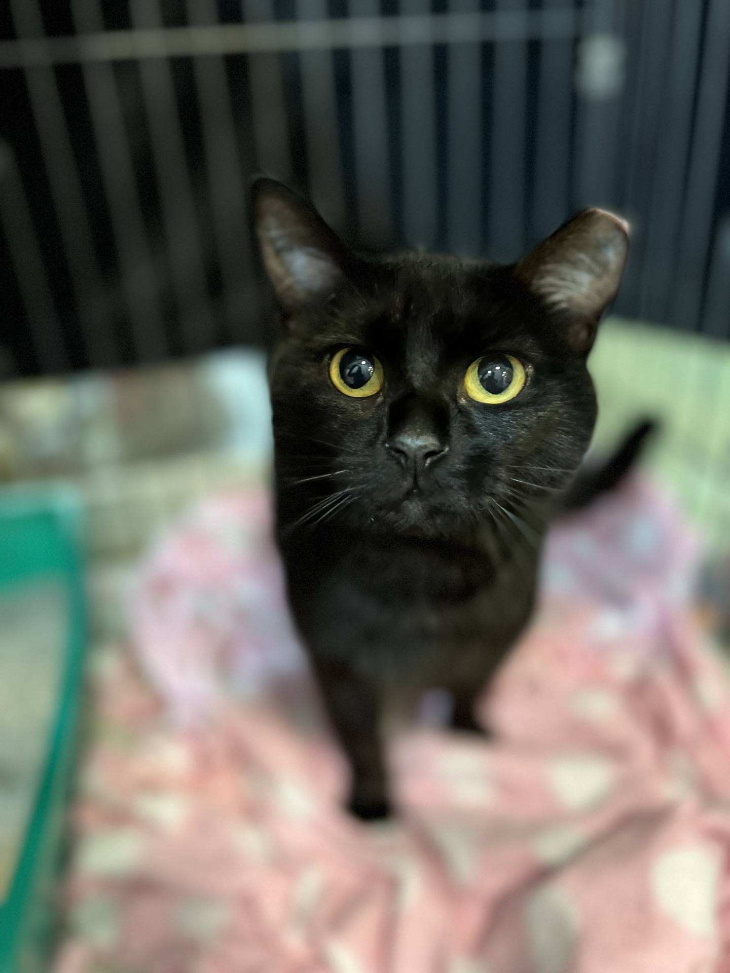 Wheezy is 1-year-old domestic shorthair that was found as a stray. She is very friendly, outgoing and affectionate. Wheezy loves everyone she meets, including dogs. She greets everyone hoping for pets and attention. She has a loving and gentle nature that will make her a good fit for any home. To meet Wheezy, email Catadoptions@nawsus.org with any questions or to meet her.