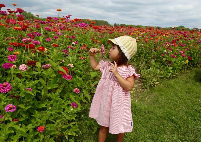 Two-year-old Karen Komoto of Chicago smells a zinnia in the colorful zinnia field at Kuipers Family Farm in Maple Park on Saturday, Aug. 26, 2023