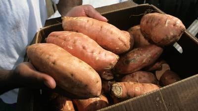 Down the Garden Path: How to grow potatoes and sweet potatoes in Illinois