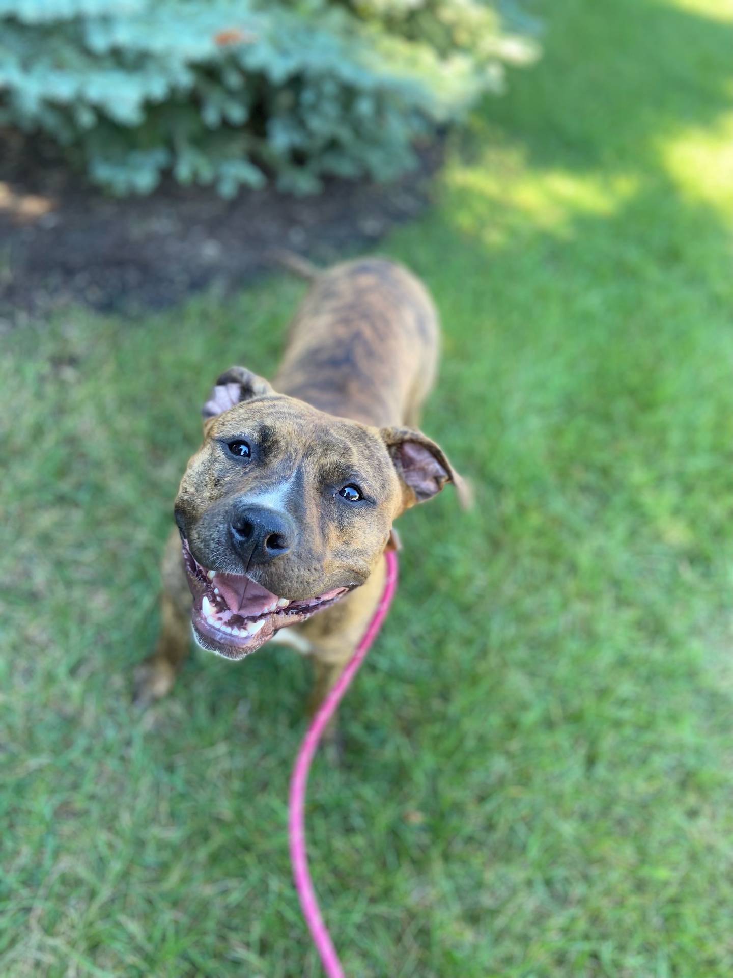 Sissy is a 2-year-old brindle terrier. She is outgoing and active – she enjoys long walks and playing with her toys.  She needs a home with a large yard to run and play. She loves people and children and would be a terrific family dog. She plays well with other dogs in neutral settings but would do best as the only dog in the home. To meet Sissy, email Dogadoptions@nawsus.org. Visit nawsus.org.