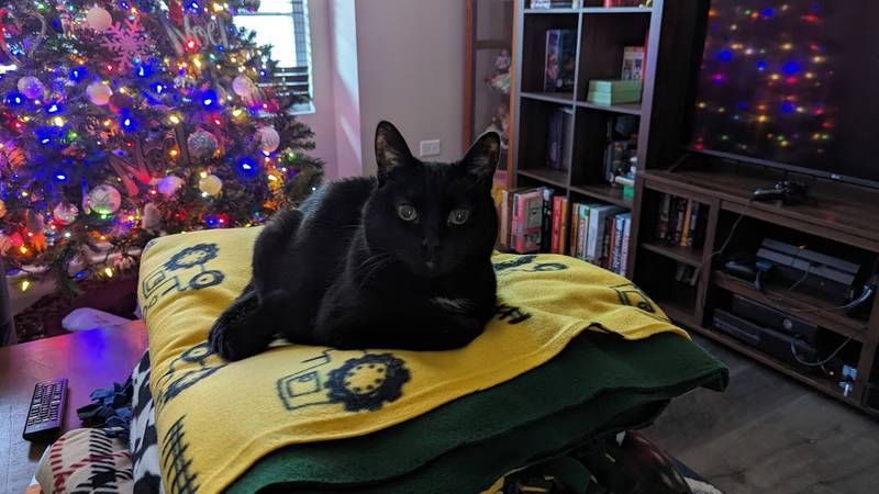Will County Animal Protection Services' “Home for the Holidays” promotion is offering free microchipping for pets owned by Will County residents throughout the month of December.