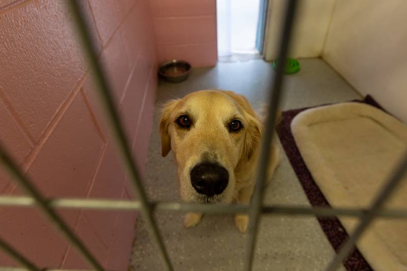 (Dog) Jozie sits in kennel on Friday, June 27, 2025 at Loch Countryside Kennel in Peru.