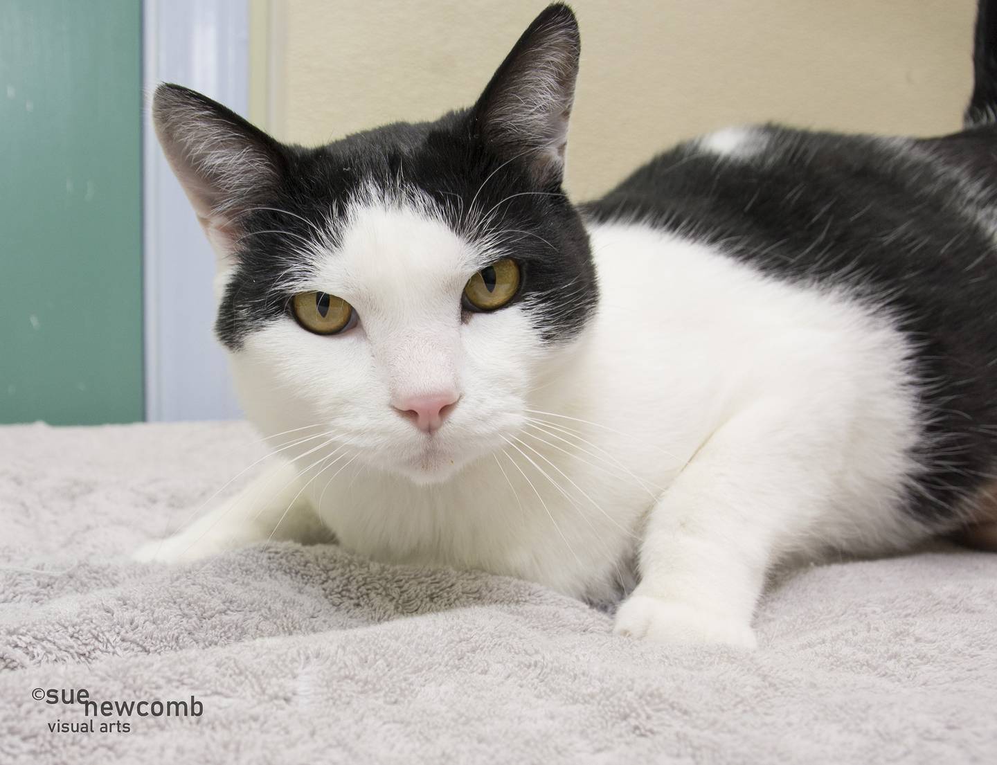 Boogie is a large, domestic shorthair cat who loves to cuddle. Contact the Will County Humane Society at willcountyhumane.com and follow the instructions for the adoption process.