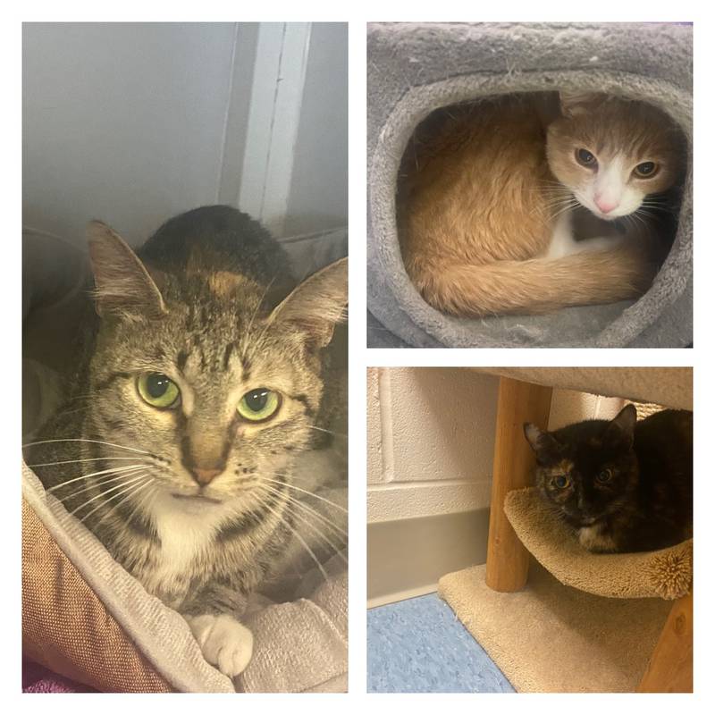 The Morris Herald-News presents this week’s Pets of the Week.