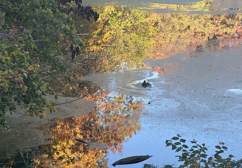 Trees reflect into Matthiessen Lake on Thursday, Oct. 24, 2024 at Matthiessen State Park.