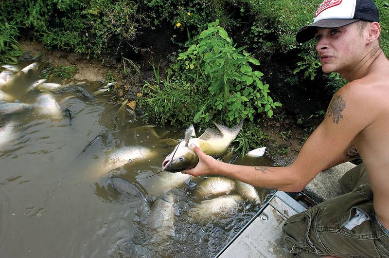 Bobby Bushman of Sterling pulls a nice sized catfish out of the water at the Arduini boat ramp in Rock Falls. A massive fish kill has swept through the river killing mostly bottom feeding species in 2009. Recovery from that massive die-off is being studied more than a decade later.