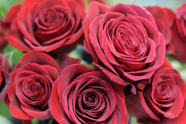 Rochelle Lions Rose Day is April 25
