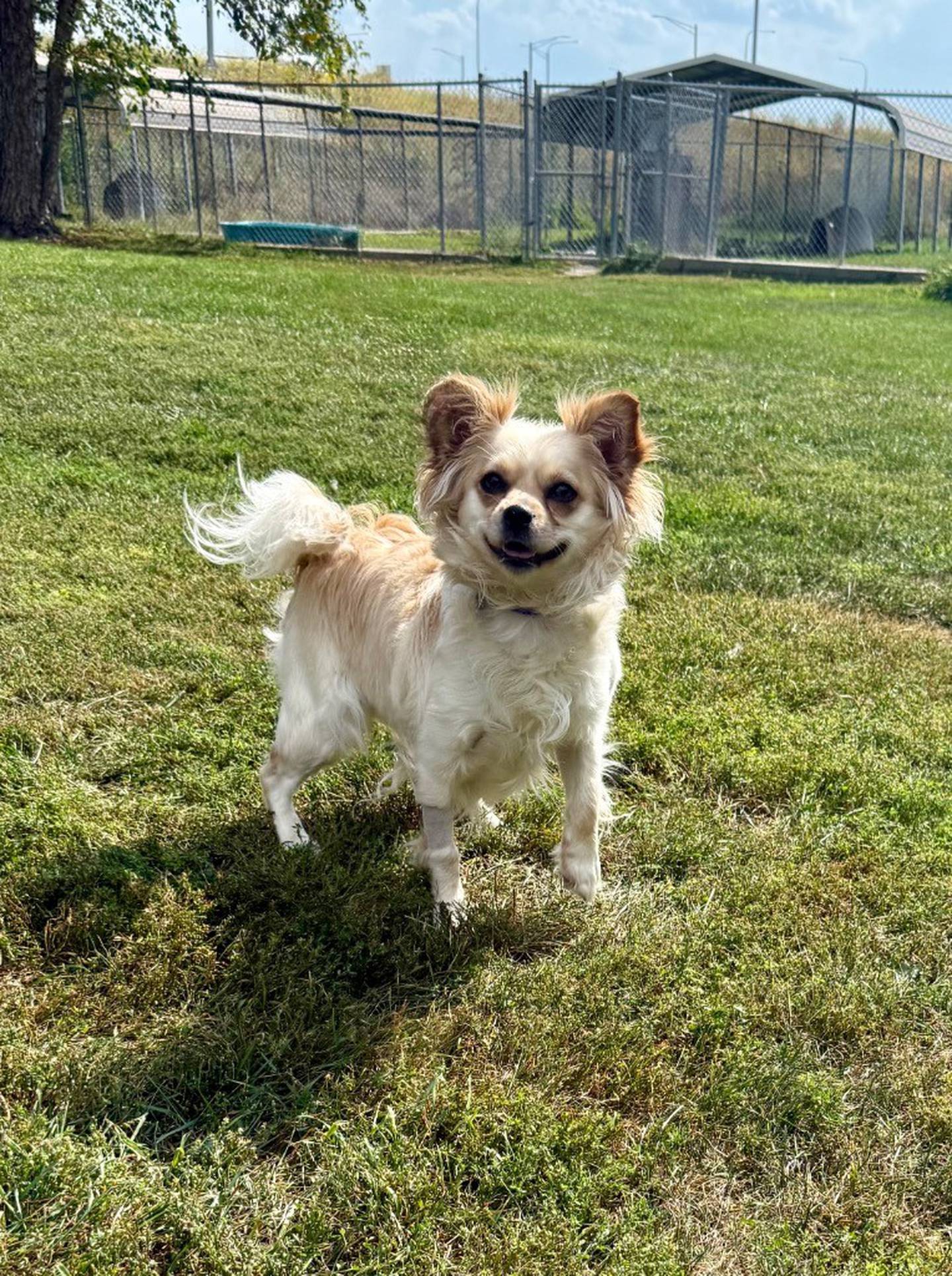 Elsie is a 1-year-old pom/spaniel mix who needs a fun-loving, active home. A local local animal control recently took her in, and she’s now ready for adoption. She’s done well meeting new people at the shelter and is full of puppy energy. Elsie is sweet and affectionate. Visit willcountyhumane.com and follow the instructions for the adoption process.