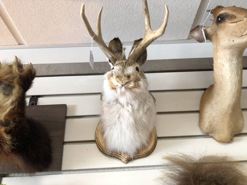Among the mounts on sale at Preserved Peculiarities, Lori Fisher's oddity shop at 1312 N. Riverside Dr. in McHenry, is this legendary jack-alope. Fisher buys the mounts at estate sales and secondhand stores so they are not thrown out if left unsold.