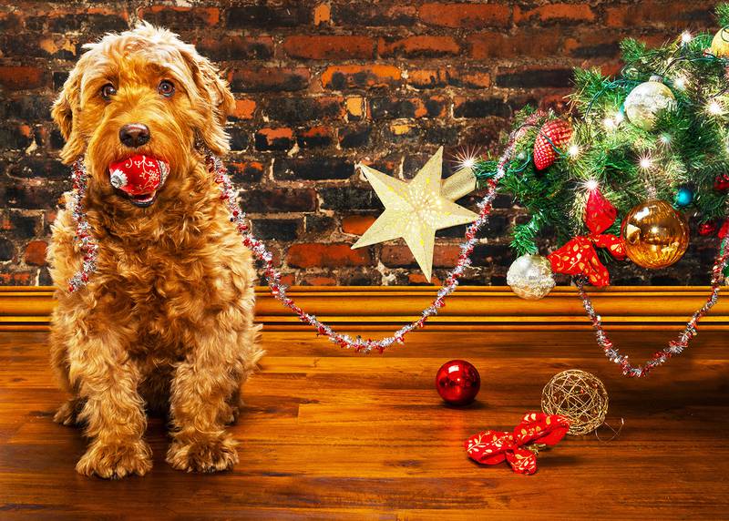 Cedar Lane Kennels - Tips For Keeping Your Dog Safe From Holiday Temptations