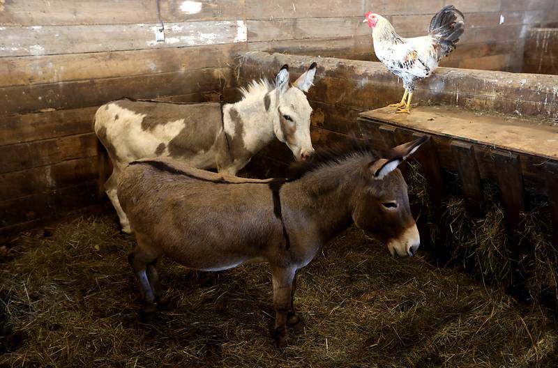 A roster and two donkeys hang out together in a barn during a stop on the McHenry County Farm Stroll on Sunday, Sept. 28, 2025  at Hephzibah Farms in Hebron. The farm stroll, a self-guided tour of McHenry County’s family farms, featured farm tours, demonstrations and products for sale at eleven farms.