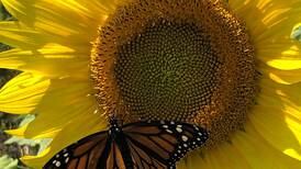 Lee County Farm Bureau offering pollinator seed mix