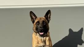 Lee County Sheriff’s Office K9 Henry awarded a ‘Healthcare for K9 Heroes’ grant