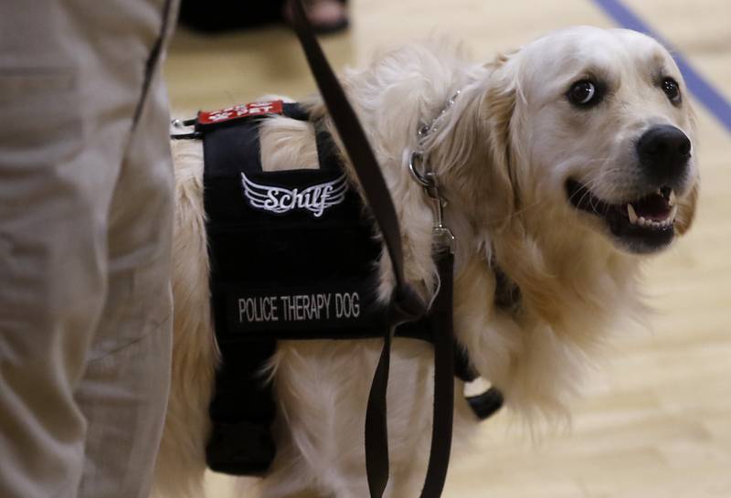McHenry Police Department therapy dog, Oakley, on Friday, Aug. 16, 2024, with his new patch  honoring the late teacher Emily Schilf at Duker Elementary School in McHenry.