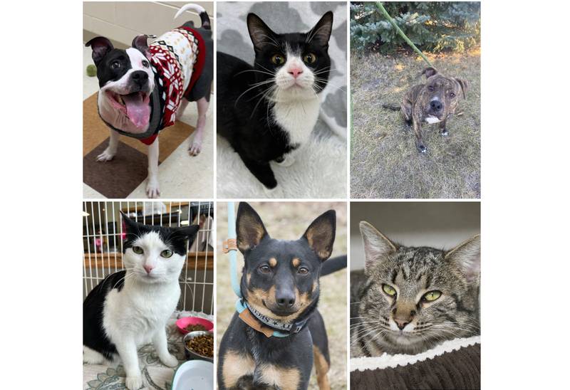 The Herald-News presents this week’s Pets of the Week. Read the description of each pet to find out about that pet, including where he or she can be adopted