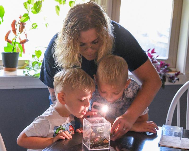 Brooke Christenson Shows her sons Malcom, 5, and Maverick, 3, the exoskeleton of their Jumping spider that it shed on Friday Oct. 3, 2025, in St Charles Township.