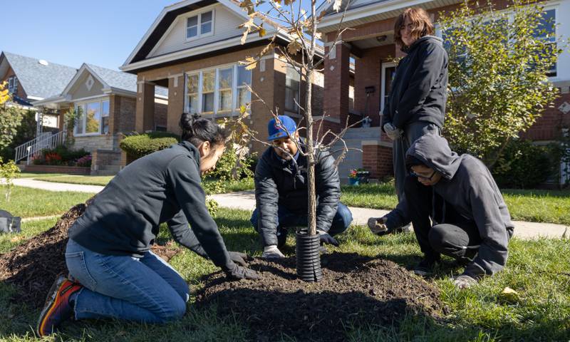 Berwyn’s 5th Ward Alderman, Rob Pabon  joins community volunteers and The Berwyn Tree Canopy in planting more trees in Berwyn through a Tree Planters grant offered by Open Lands on Saturday, October 15, 2022.