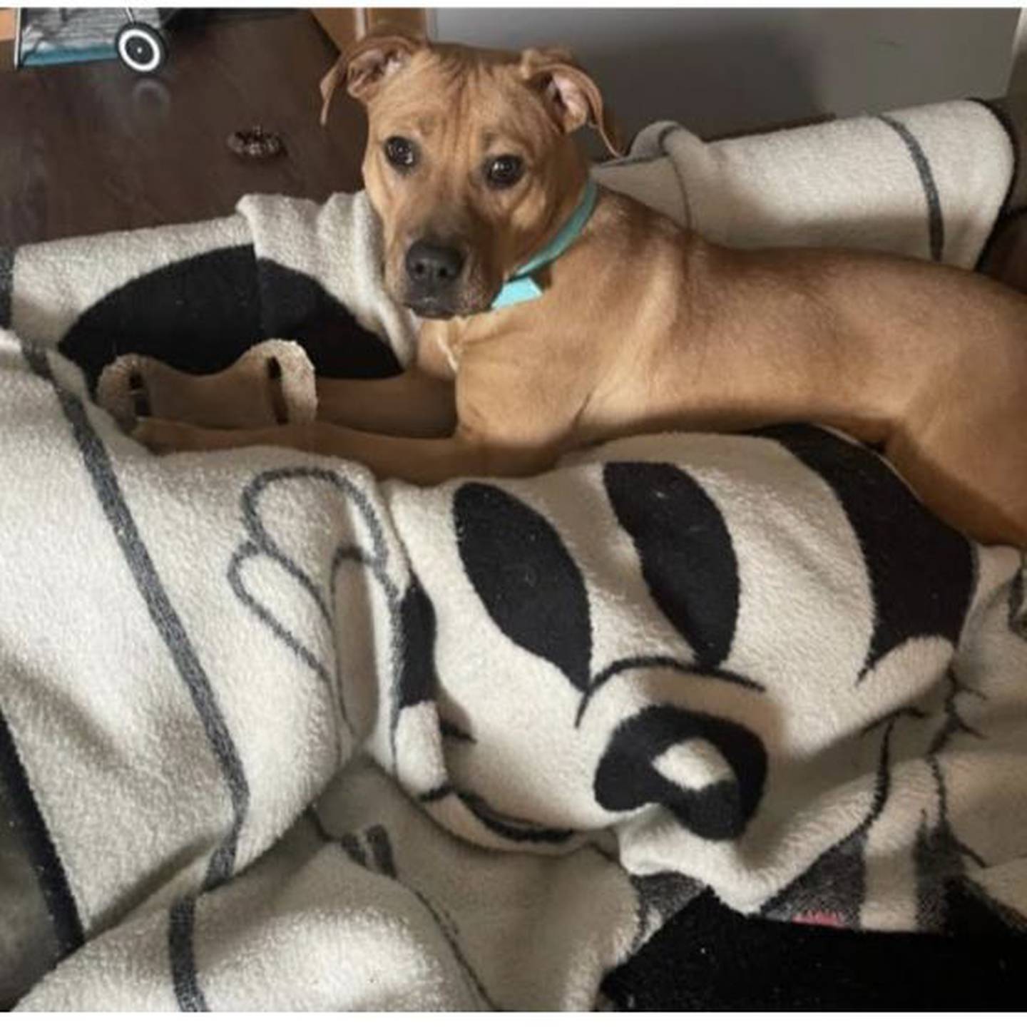 Amanda is an 8-month-old Lab and terrier mix. She is housebroken, crate-trained and does well with other dogs. She is overall good with kids but needs help with her manners because she doesn’t realize her large size. To meet Amanda, contact Hopeful Tails Animal Rescue at hopefultailsadoptions@outlook.com. Visit hopefultailsanimalrescue.org.