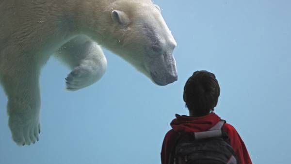 Growing up, growing older and few good days at the zoo