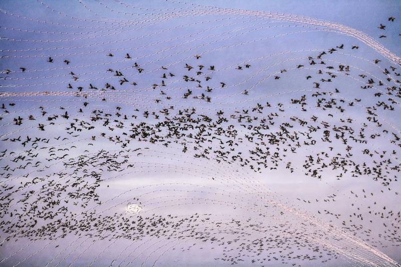 Migration by Jeanne Garrett 17x13 Archival Print on Rice Paper with Stitching