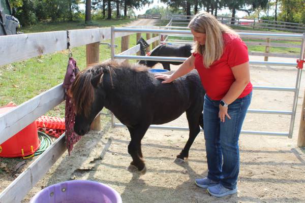Woodstock horse rescue launches program to help domestic violence survivors
